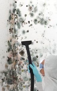 hiring-a-mold-removal-proffesional